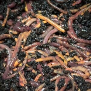 Red Wigglers Composting Worms - Detail
